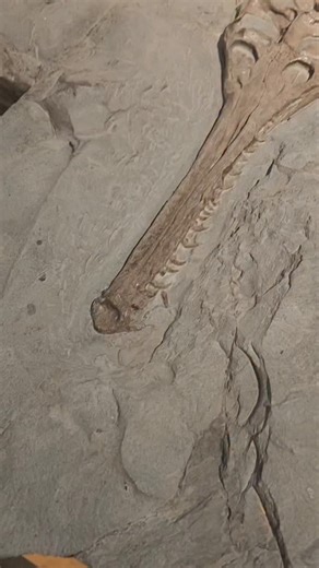 instonefossils | fossils dig | Kemmerer Wy on Instagram: "🦖 Jurassic Crocodile from Holzmaden, Germany 🦖 This crocodile originates from Holzmaden, Germany, one of the most famous fossil localities in the world. The Holzmaden quarries expose the Lower Jurassic Posidonia Shale (~183 million years old), a marine deposit formed in a deep, low-oxygen sea that allowed for extraordinary fossil preservation. Crocodile relatives from this region represent early crocodylomorphs adapted to marine environ