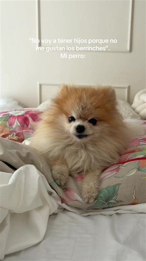 Pues parece chiste, pero robbincito tiene su carácter 🤣 #pom #pomeranian