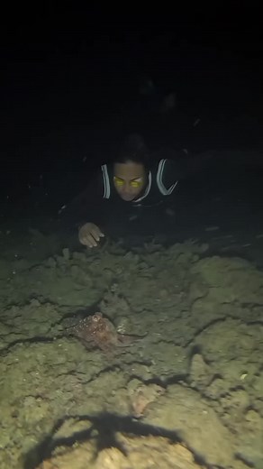 Night Spearfishing for Octopus! 🤣🐙