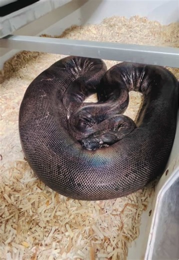 Gravid female Hypo IMG Jungle poss het Anery paired with a VPI RC Motley poss het Anery. #snakecountry #hypoimg #imgboa #hypoimgboa #boaconstrictor