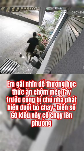 Ai bảo để mèo ra đường chi