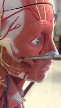 Muscles of the head, neck and back practice quiz