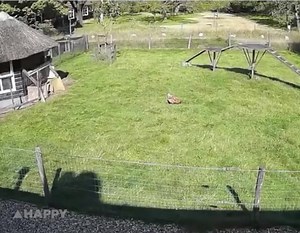 39K views · 1.1K reactions | Farm animals (Farmengers!) come together to save a chicken from a hawk attack | Great Stuff | Facebook