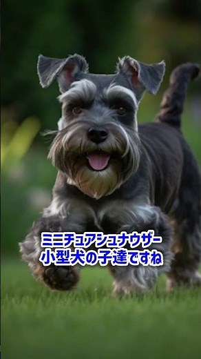 【犬/プロ解説】ミニチュアシュナウザーの特徴や飼育について解説！【しつけトレーニング】