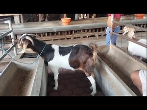 Boer Goat Farming in village | Goat Farm in rural Indonesia