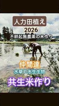 2026年度『従来品種コシヒカリ不耕起無農薬栽培』〜人力田植えの記録〜 オタマジャクシ、タニシ、ヤゴにトンボ 沢山の水生生物達と仲間との共生米、自然栽培米作りスタート！