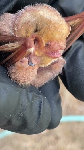 Protecting Bat Families from Extreme Weather and Predators