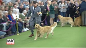 160K views · 2.4K reactions | Boujee, a stunning golden retriever, took the stage at the prestigious Westminster Kennel Club Dog Show, hoping to make history. In the preliminary round for Best in Breed, Boujee went up against some top-tier Goldens, including another blonde beauty, Truffy, who ultimately took the win. | Inside Edition | Facebook