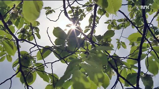 BlimE: Skal vi være venner?