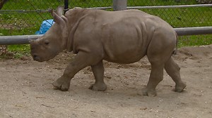 Indianapolis Zoo's baby rhinoceros make public debut