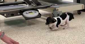 Free veterinary clinic for community members in need