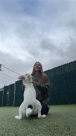 This 5-month old hound lab mix is a bundle of love and energy, ready to bring joy and adventure to her new family! Bessie’s great with kids, other dogs, and anyone who loves to spend the day cuddling. 💕 Whether it’s soaking up the sun, playing fetch, or napping on the couch Bessie’s just happy to be by your side. She’s waiting for her FURever home… could it be with you? 🐶💛 Apply to adopt Bessie today and make her part of your family! https://hsocnj.com/online-donation/ | Humane Society of Oce