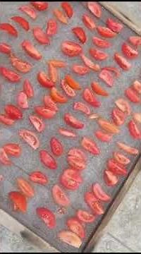 For Farmers' Education - How to spread Tomato flakes in solar dryer