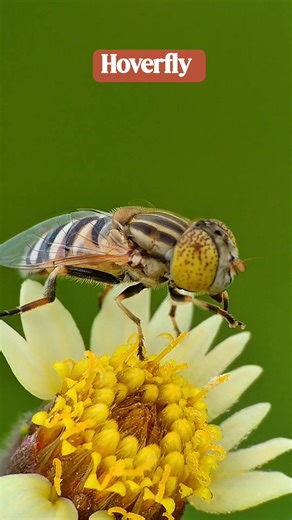 Hoverfly #macro #insects #mustarimacro | Mustari Macro