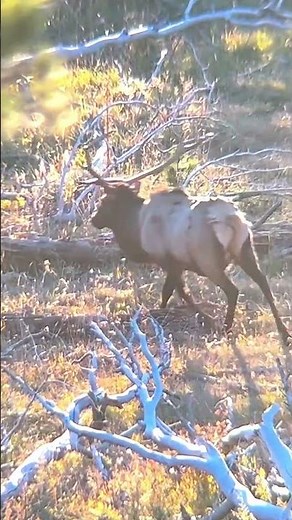 One Shot Kill on a 6-point Bull | Public Land Elk Hunting. #elk #hunting #chasse #wildlife #moose