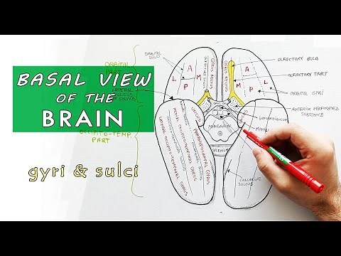 Inferior surface of the brain - Lobes, Gyri, Sulci | Neuroanatomy