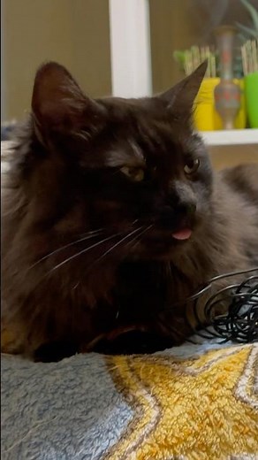 Cute Cat purr. Sweet Cat purring for relaxation and good vibes. Sweet Cat purr for you. Purr 01