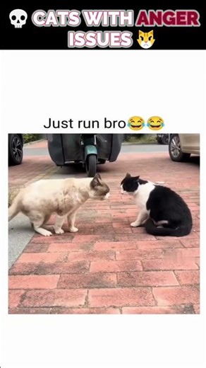 💀 THESE CATS ARE ANGRY FOR NO REASON 😾🔥