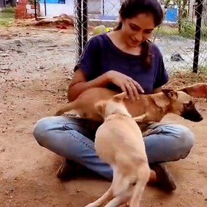 5.2K views · 2.2K reactions | HOW DO YOU SURRENDER A DOG TO VOSD?...