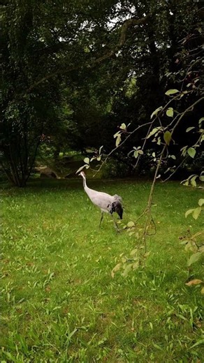 Common Crane Taking a Slow Walk Through the Green