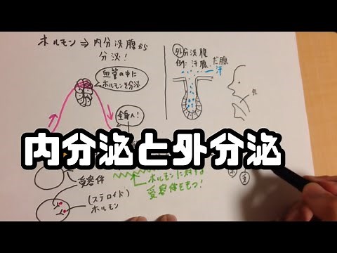 ホルモン・内分泌腺・外分泌腺 高校生物基礎