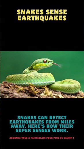 Snakes Sense Earthquakes #DidYouKnow #MindBlowFacts #AnimalFacts