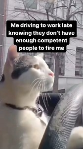 1.4M views · 41K reactions | Feels good to be wanted  • • • • • • #cat #cats #work #job #funny #funnymemes #driving #drive #driver #car #cars #cats_of_instagram #catsofinstagram #catlover #catstagram #cats_of_world #world #trance #gato #catlovers #kitty #workhard #smart #relatable #boss #fire #ilovemycat #ilovemyjob #lovemyjob | Catsandsportsmemes | Facebook