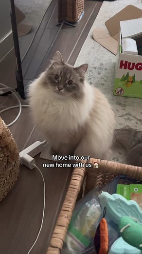 Introducing Nimbus's New Zoomies Location!