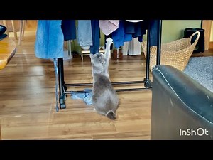 洗濯物を落としてこねくり回すちびっこ猫