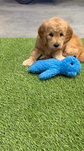3.7K views · 133 reactions | Say Hello to adorable little Darla!  #minigoldendoodle #minigoldendoodles #goldendoodleoftheday | Golden retriever puppies for adoption | Facebook