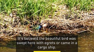Swept by wind or transported by cargo ship, look at the rare bird that landed in St. John's. | CBC Newfoundland and Labrador