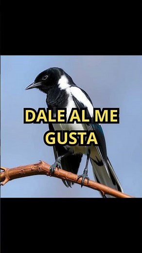 Datos Sobre la Urraca