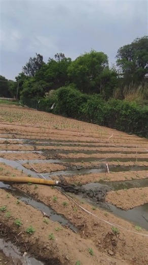 #ปุ๋ยหมักชีวภาพครับผม #หมักเองกับมือครับผม #เต็มคันรถครับผักงามแน่นอน