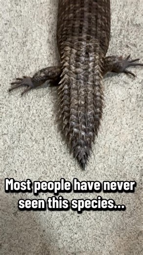 Meet Gimli, our Gidgee Skink who looks like a tiny armored dragon straight out of Middle-earth. 🦎🔥 But here’s the twist—Gidgee Skinks (Egernia) are actually one of the most social reptiles on the planet. They live in family groups, share burrows, and can even recognize each other! Gimli brings big dwarf energy everywhere he goes… brave, curious, and built like a tank. 😂 Would you hold him? 👇 #ReptileEducation #GidgeeSkink #Egernia #CrosstownExotics #ExoticPets #AnimalReels #LearnOnReels #Chi