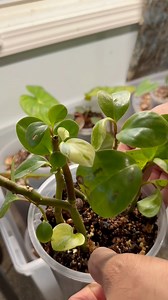 8.8K views · 261 reactions | Homemade Greenhouse or Prop box | Root Wata | Facebook