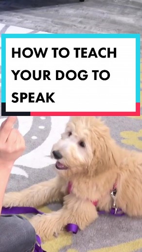 How to Teach Your Dog to Speak: Training Tips & Tricks