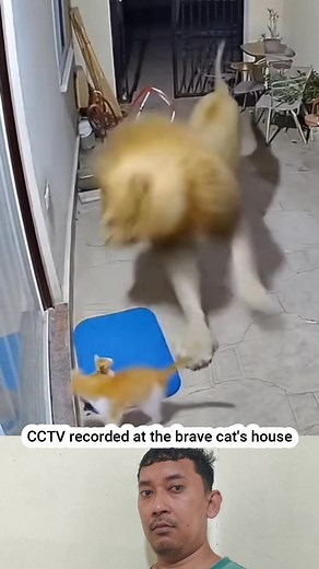 921K views · 7.9K reactions | Watch an unstoppable force meet a very movable object! In this solo match, the cat is an unstoppable whirlwind of claws and fury. The lion, despite its size, is completely outclassed and ends up having the floor wiped with it. This isn't a fight; it's a one-sided display of dominance that culminates in the lion's total surrender. The CCTV doesn't lie! | Husni Mubarak | Facebook
