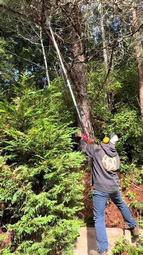 Cutting dead branches from 100 foot pine tree #tree #dead #pine #growing #cut @Matthew Cendejas