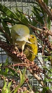We often see the parrots' bonding and courtship rituals, but not so much the canaries. Lovely to see this gorgeous couple ❤️ #accessibility video description: two canaries are in a bottlebrush bush in an aviary. The female is checking out possible nesting spots and seems to be gathering materials. The male joins her and feeds her a bit. | Little Beaks