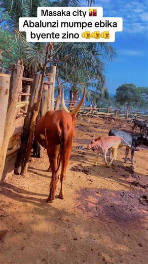 Masaka city guide: Things to know about Masaka, Uganda