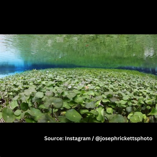 Have you seen Florida’s natural springs? A wildlife photographer captured this beautiful video of the underwater scene. Learn more about Florida’s springs and why they need to be protected: https://outdoors.com/a-wildlife-photographer-captures-insane-amount-of-life-in-florida-springs/ | Outdoors.com | Facebook