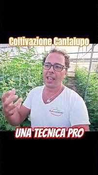 cultivation technique #netted melon #agriculture #vegetable garden