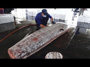 Python or Fish? Cutting Open This Mysterious Sea Monster!