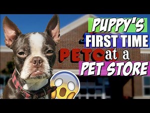 Boston Terrier Puppy's FIRST TIME at PETCO