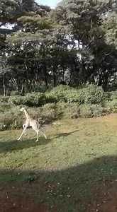 It's been a busy week at Giraffe Manor, with the brilliant Betty welcoming a new arrival on Tuesday evening. Just look at those legs go! 🎥 Edgar Sumba | Giraffe Manor