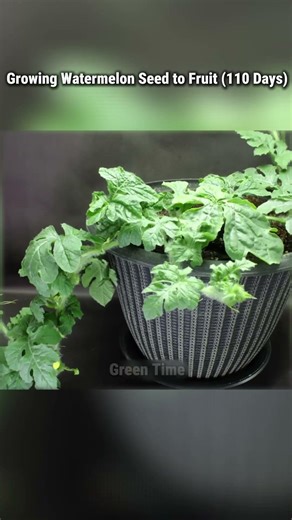Growing Watermelon Seed to Fruit 110 Days