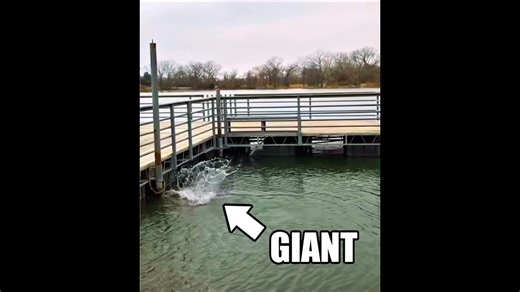 Hooked massive fish no angler expected to catch