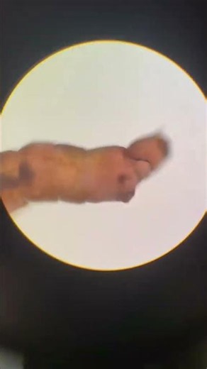 Amazing Microscopic World Under the Microscope 🔬#Microbiology #Science #Biology #LabLife