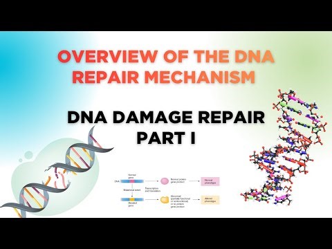 Overview of the DNA Repair Mechanism | Molecular Biology