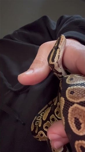 Just the cutest pet ball python snake 🖤 #ballpython #snake #pet